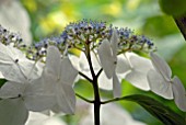 HYDRANGEA MACROPHYLLA BACHSTELZE