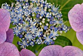 HYDRANGEA MACROPHYLLA NACHTIGALL