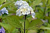 HYDRANGEA MACROPHYLLA NIGRA