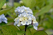 HYDRANGEA MACROPHYLLA NIGRA