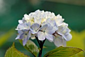 HYDRANGEA MACROPHYLLA NIGRA