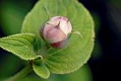 EMERGING FLOWER BUD OF HYDRANGEA INVOLUCRATA PLENA