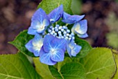 HYDRANGEA MACROPHYLLA BLAUMEISE