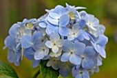 HYDRANGEA MACROPHYLLA MOUSSELINE