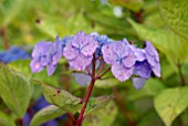 HYDRANGEA MACROPHYLLA KLAVEREN