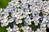 HYDRANGEA MACROPHYLLA AYESHA