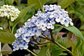 HYDRANGEA MACROPHYLLA AYESHA