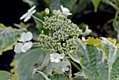 HYDRANGEA MACROPHYLLA QUADRICOLOR