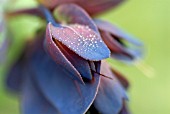 CERINTHE MAJOR VAR. PURPURASCENS