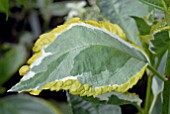 HYDRANGEA MACROPHYLLA QUADRICOLOR