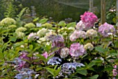 MIXED HYDRANGEAS IN NURSERY AT MILL COTTAGE PLANTS, SOMERSET