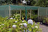 MIXED HYDRANGEAS IN NURSERY AT MILL COTTAGE PLANTS, SOMERSET