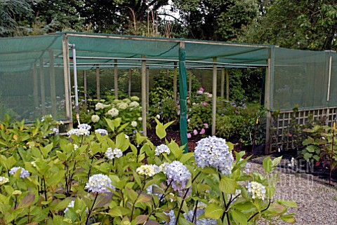 MIXED_HYDRANGEAS_IN_NURSERY_AT_MILL_COTTAGE_PLANTS_SOMERSET