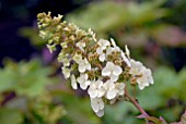 HYDRANGEA QUERCIFOLIA SNOW QUEEN FLOWER