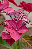 HYDRANGEA MACROPHYLLA ROTSCHWANZ