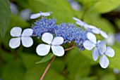 HYDRANGEA SERRATA TIARA