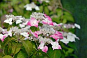 HYDRANGEA SERRATA BENI-YAMA