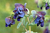 CERINTHE MAJOR VAR. PURPURASCENS