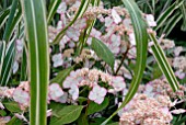 HYDRANGEA SERRATA KIYOSUMI AND MISCANTHUS SINENSIS VARIEGATUS