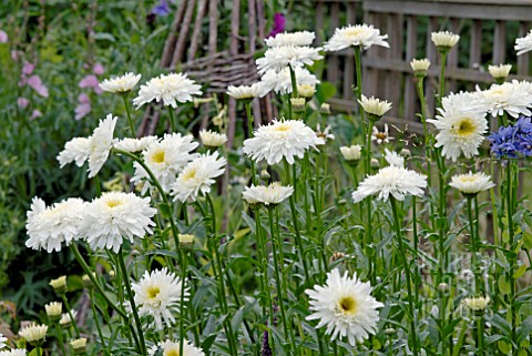 LEUCANTHEMUM_X_SUPERBUM_WIRRAL_SUPREME