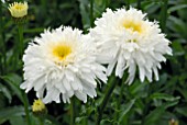 LEUCANTHEMUM X SUPERBUM WIRRAL SUPREME