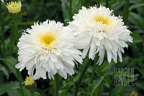 LEUCANTHEMUM_X_SUPERBUM_WIRRAL_SUPREME