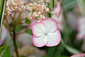 HYDRANGEA SERRATA KIYOSUMI