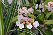 HYDRANGEA SERRATA KIYOSUMI