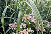 HYDRANGEA SERRATA KIYOSUMI AND MISCANTHUS SINENSIS VARIEGATUS