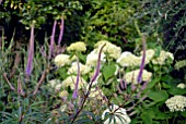 VERONICASTRUM VIRGINICUM FASCINATION AND HYDRANGEA ARBORESCENS ANNABELLE