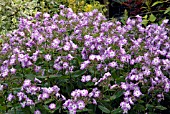 PHLOX PANICULATA LAURA