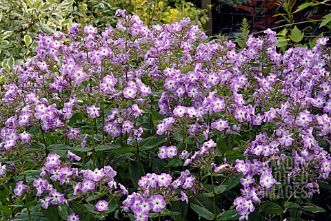 PHLOX_PANICULATA_LAURA