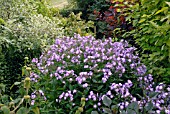 PHLOX PANICULATA LAURA