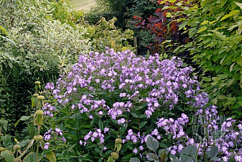 PHLOX_PANICULATA_LAURA