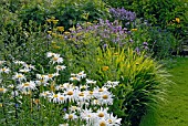 LEUCANTHEMUM X SUPERBUM, ACHILLEA AND PHLOX IN MIXED BORDER AT CILGWYN LODGE, CARMARTHENSHIRE