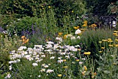 LEUCANTHEMUM X SUPERBUM IN MIXED BORDER AT CILGWYN LODGE, CARMARTHENSHIRE