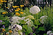 HYDRANGEA ARBORESCENS ANNABELLE AND INULA MAGNIFICA