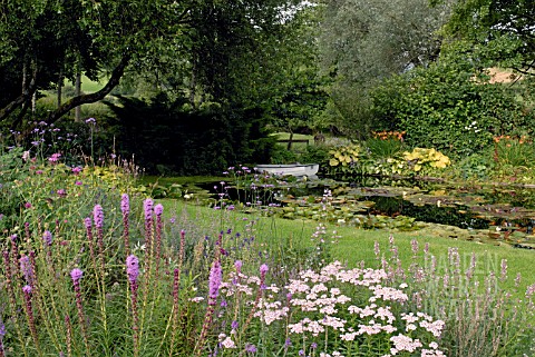LIATRIS_SPICATA_AND_ACHILLEA_SIBIRICA_VAR_CAMTSCHATICA_LOVE_PARADE_IN__BORDER_BY_POND_AT_CILGWYN_LOD