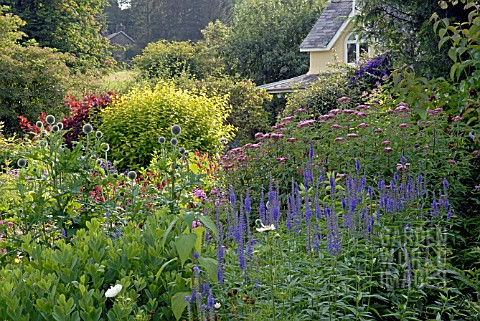 ECHINOPS_SPHAEROCEPHALUS_VERONICA_LONGIFOLIA_AND_EUPATORIUM_CANNABINUM_IN_HERBACEOUS_BORDER_AT_CILGW