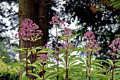 EUPATORIUM PURPUREUM ATROPURPUREUM