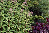 EUPATORIUM PURPUREUM ATROPURPUREUM AND CERCIS CANADENSIS FOREST PANSY