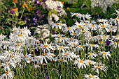 LEUCANTHEMUM X SUPERBUM IN MIXED BORDER