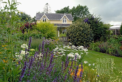 NEPETA_PARNASSICA_AND_LEUCANTHEMUM_X_SUPERBUM_IN_MIXED_BORDER_AT_CILGWYN_LODGE_CARMARTHENSHIRE