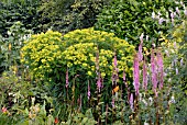 EUPHORBIA SCHILLINGII AND ASTILBE CHINENSIS VAR. DAVIDII IN MIXED BORDER