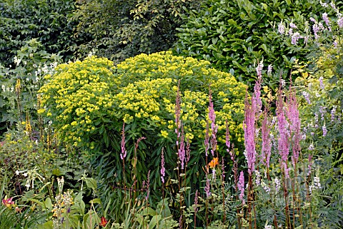 EUPHORBIA_SCHILLINGII_AND_ASTILBE_CHINENSIS_VAR_DAVIDII_IN_MIXED_BORDER