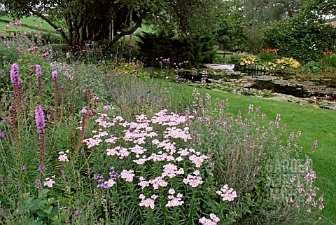 LIATRIS_SPICATA_ACHILLEA_SIBIRICA_VAR_CAMTSCHATICA_LOVE_PARADE_AND_SALVIA_NEMEROSA_ROSE_QUEEN__IN_MI