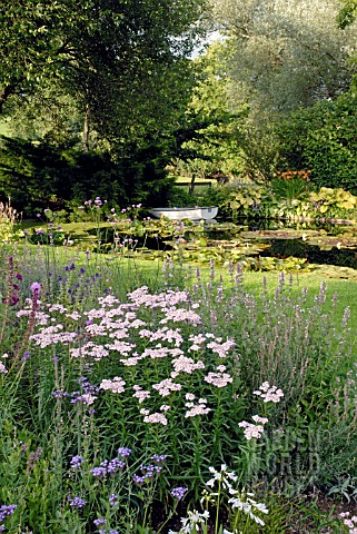 ACHILLEA_SIBIRICA_VAR_CAMTSCHATICA_LOVE_PARADE_AND_SALVIA_NEMEROSA_ROSE_QUEEN_IN_MIXED_BORDER_AT_CIL