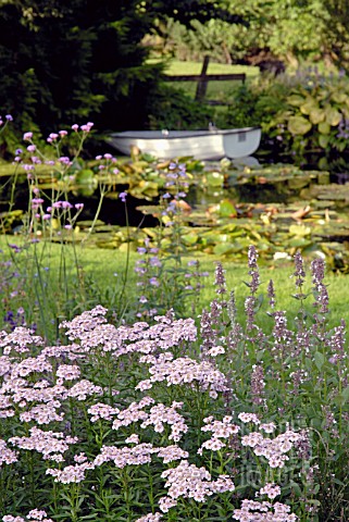 ACHILLEA_SIBIRICA_VAR_CAMTSCHATICA_LOVE_PARADE_BY_POND_AT_CILGWYN_LODGE_CARMARTHENSHIRE