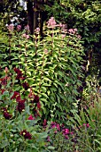 EUPATORIUM PURPUREUM ATROPURPUREUM AND DAHLIA SUMMER KNIGHT IN MIXED BORDER