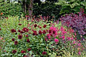 DAHLIA SUMMER KNIGHT, PHLOX PANICULATA STAR FIRE, CERCIS CANADENSIS FOREST PANSY AND PERSICARIA AMPLEXICAULIS IN MIXED BORDER, CILGWYN LODGE, CARMARTHENSHIRE